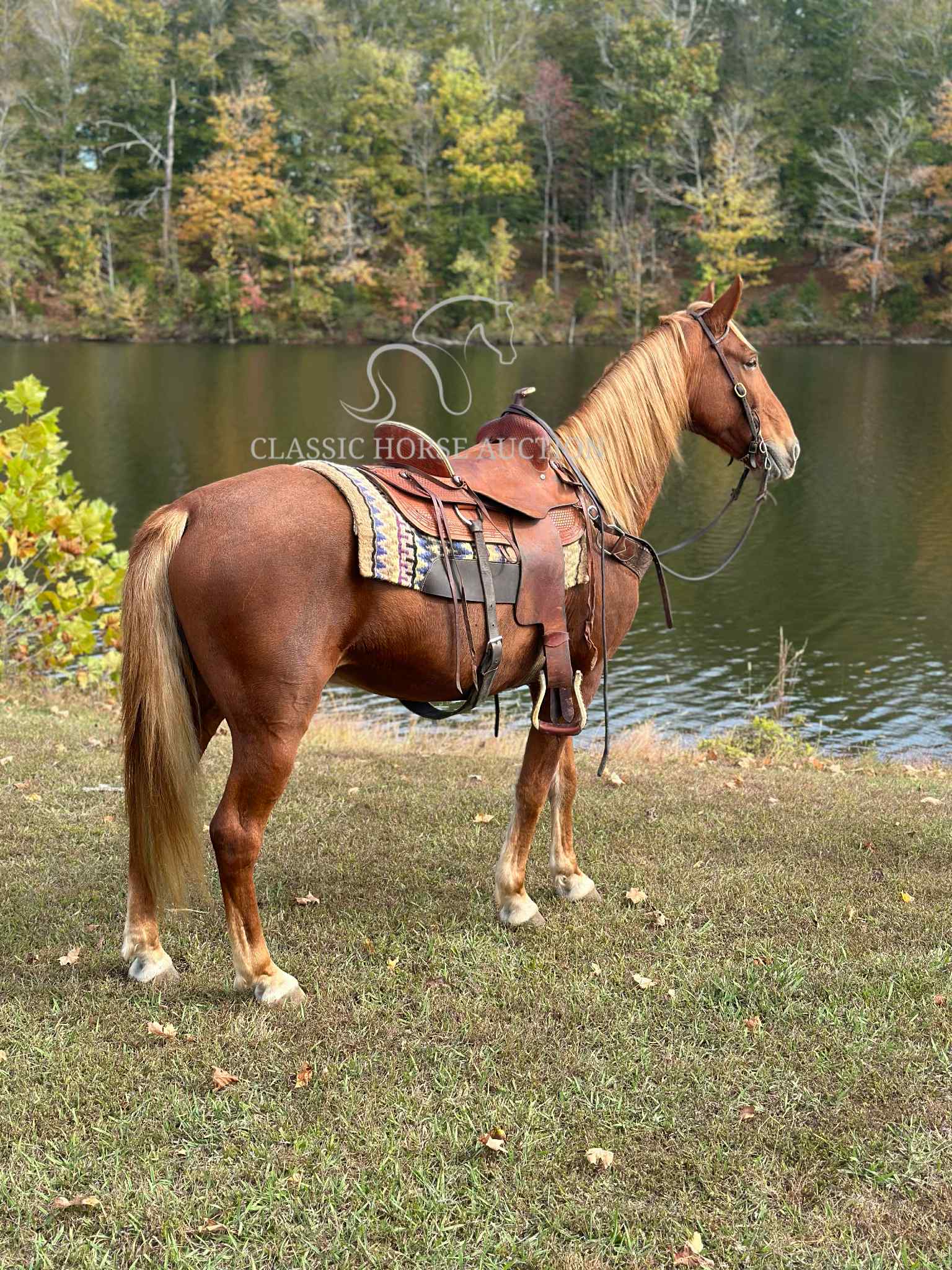 OLE RED - Image 7