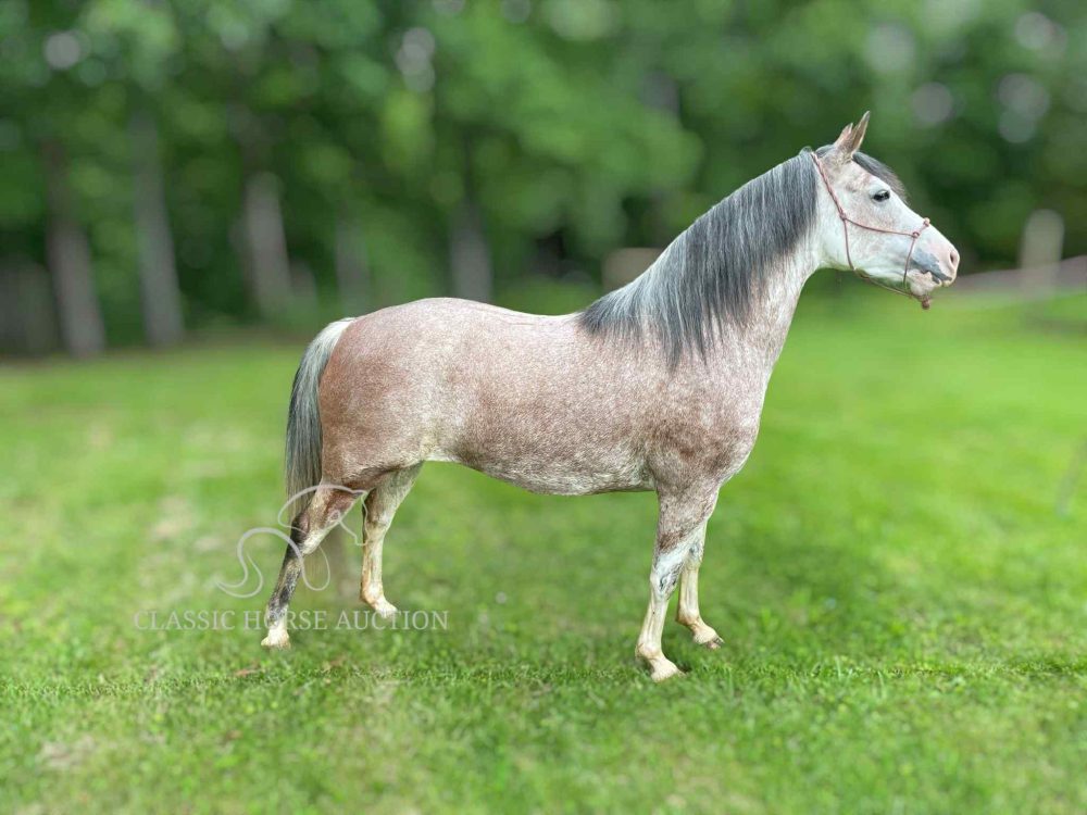 Missouri Foxtrotter Mare for Sale – Maybelline