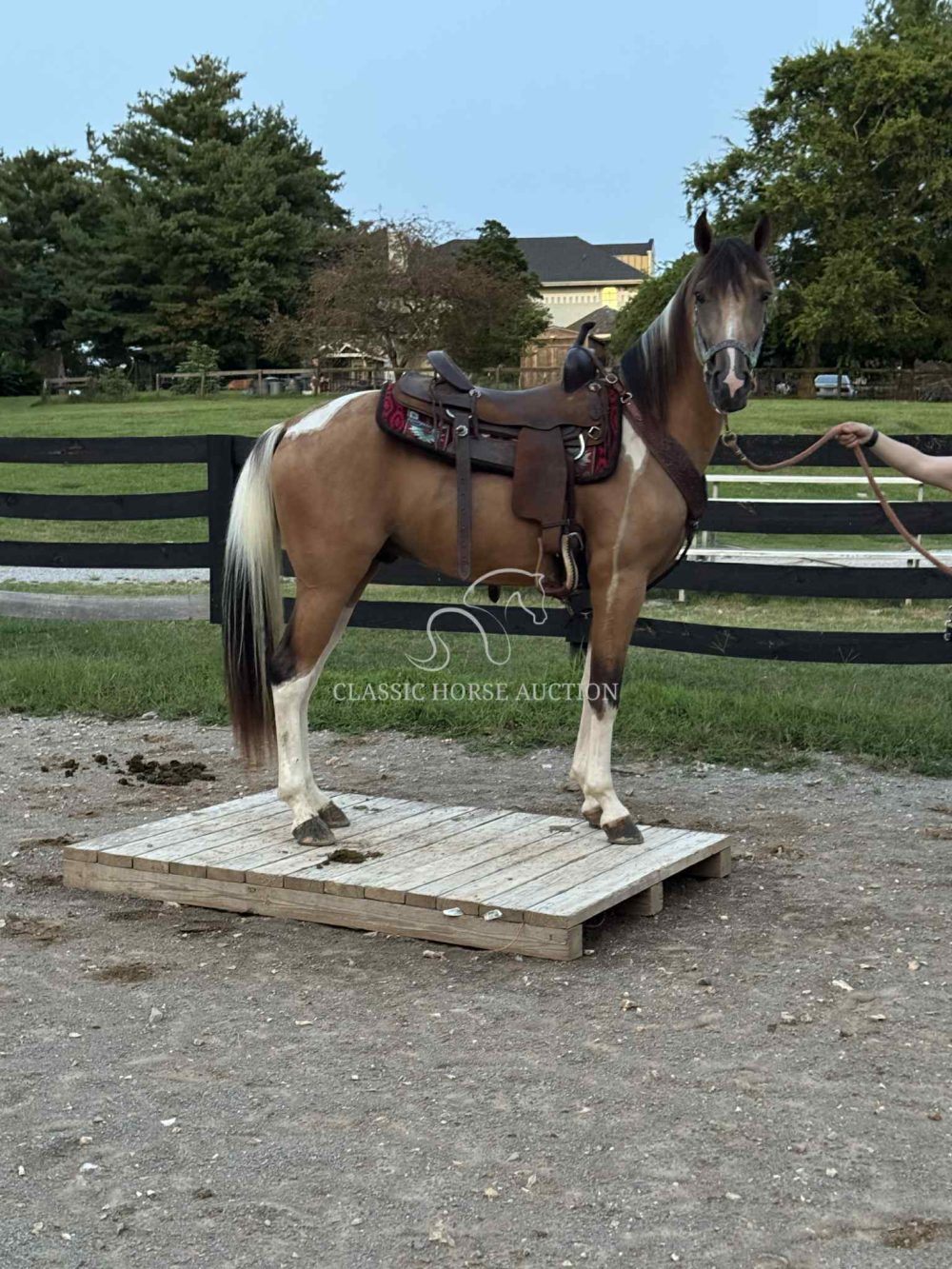 Spotted Saddle Horse Buckskin Gelding for Sale