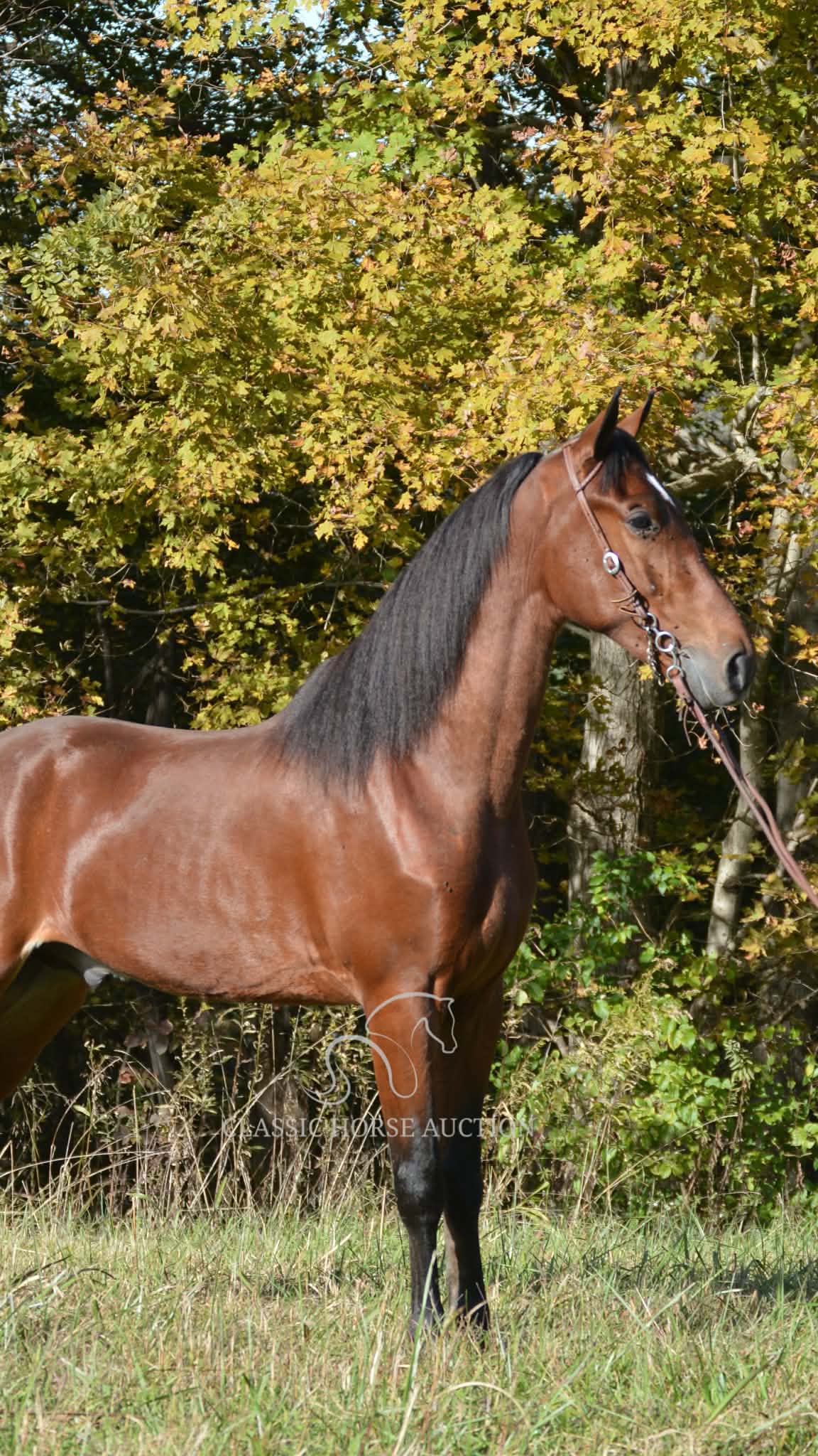 ROGUE LAWYER - Image 7