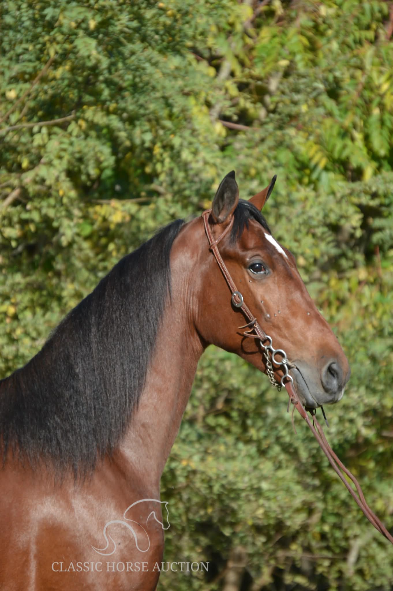 ROGUE LAWYER - Image 13