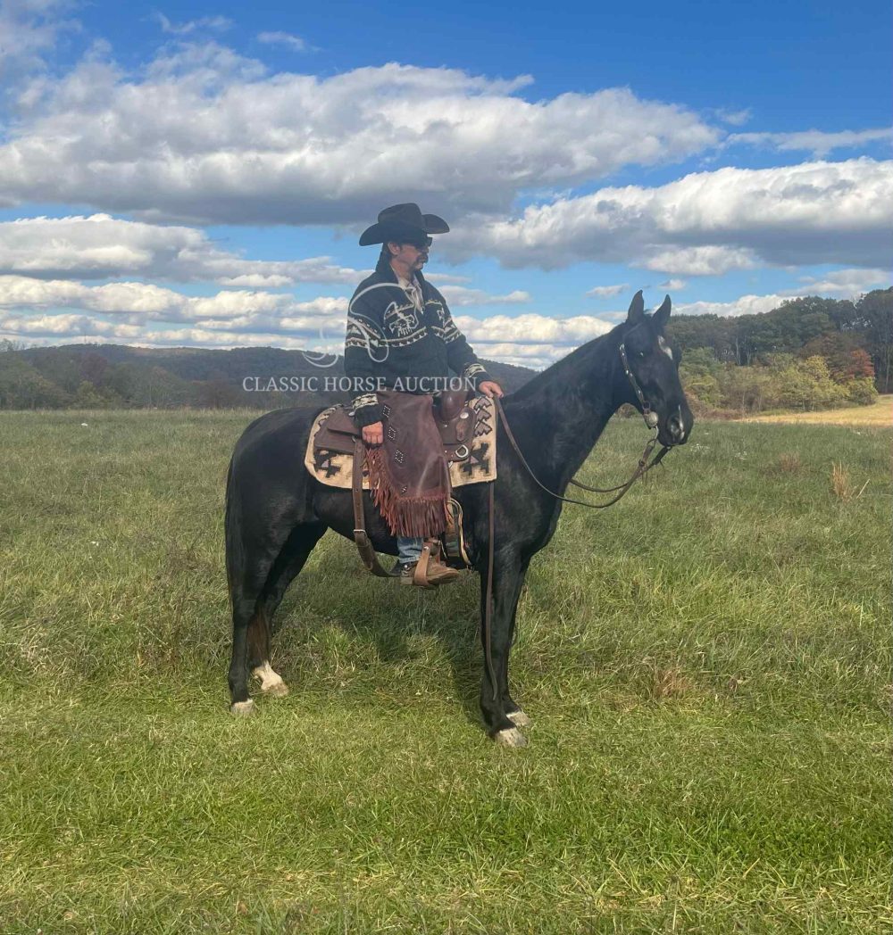 Black Tennessee Walking Horse Gelding for Sale | Bart the Smooth Trail Horse