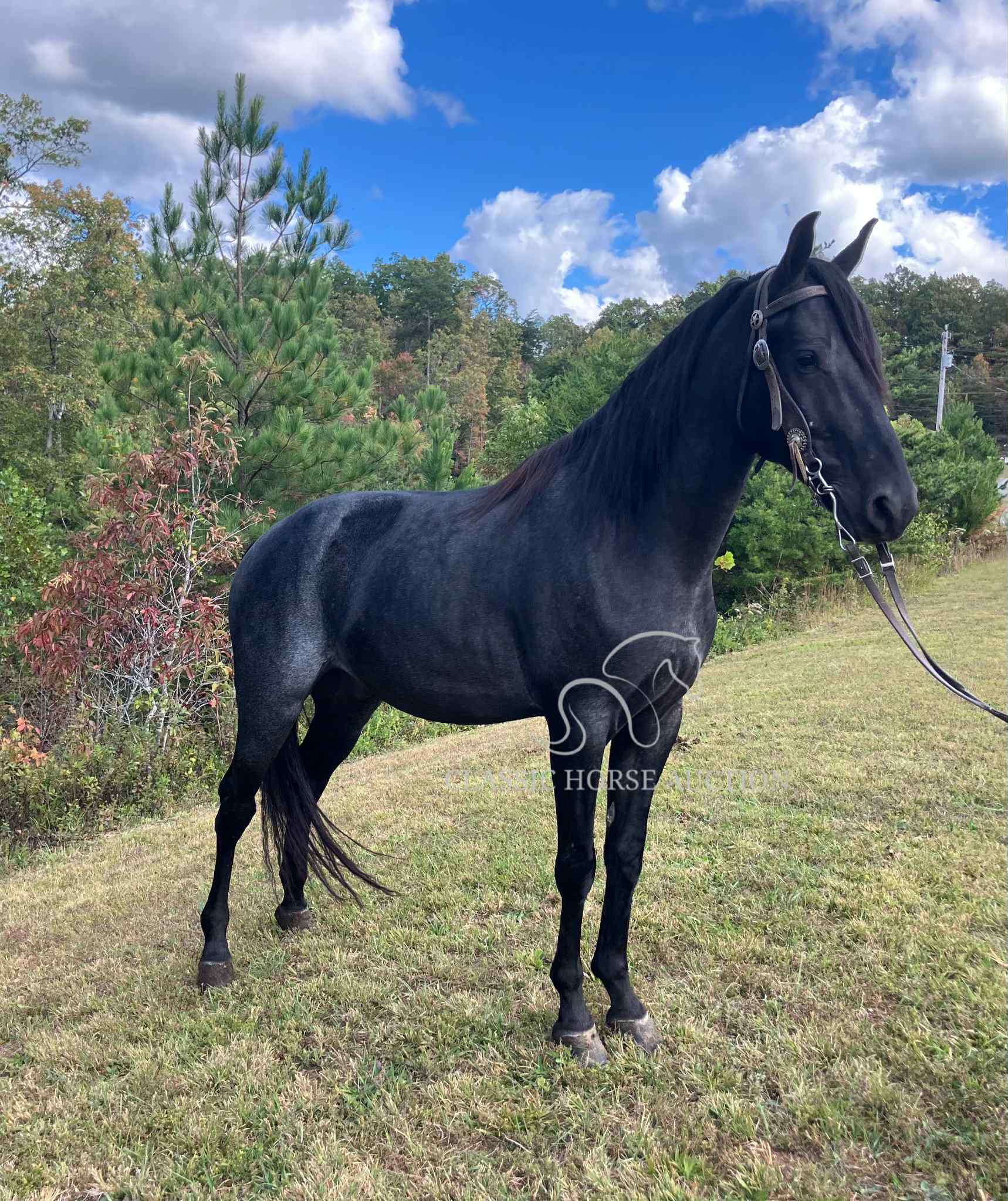 KCB Popa Top - Image 2