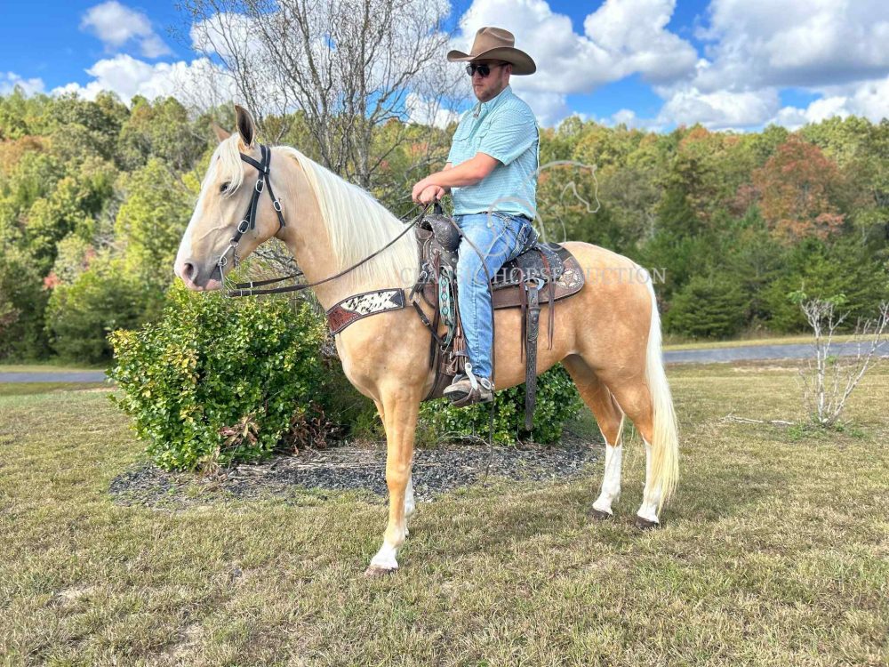 Palomino Kentucky Mountain Gelding for Sale | El Dorado Trail Horse