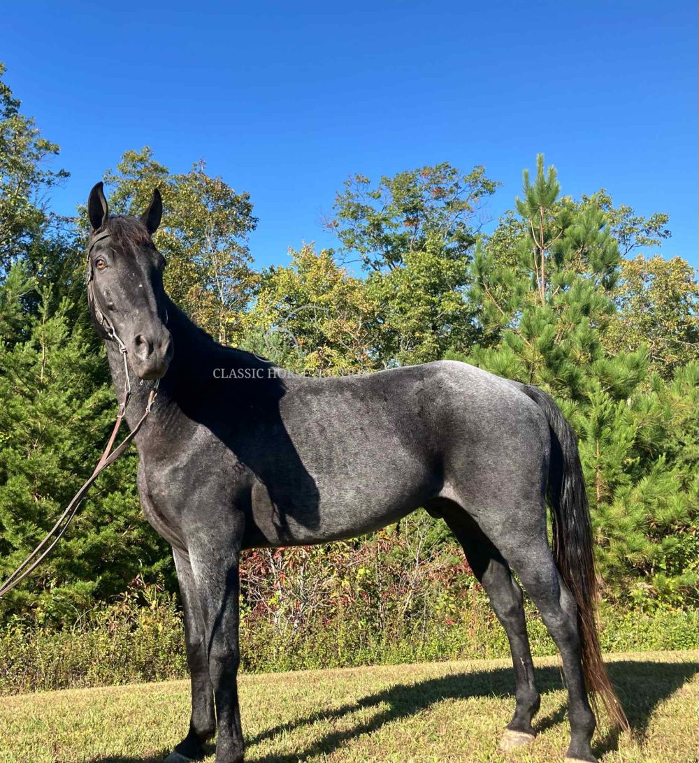 Classic’s Static Steele "STEELE"