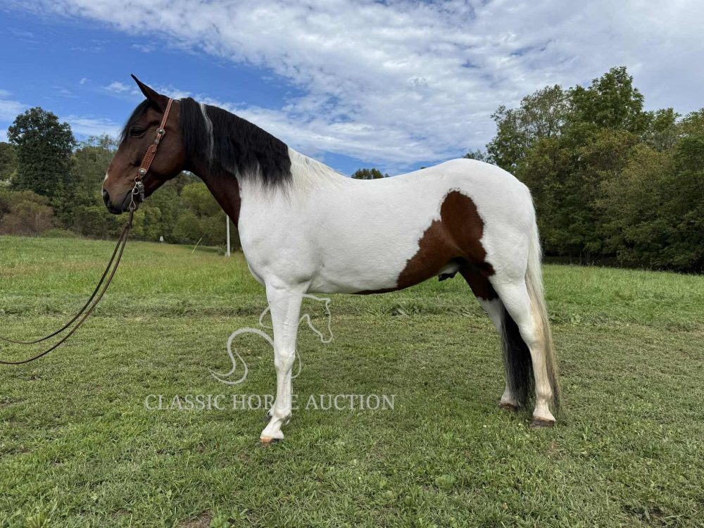 Spotted Saddle Horse Gelding Scout trail riding