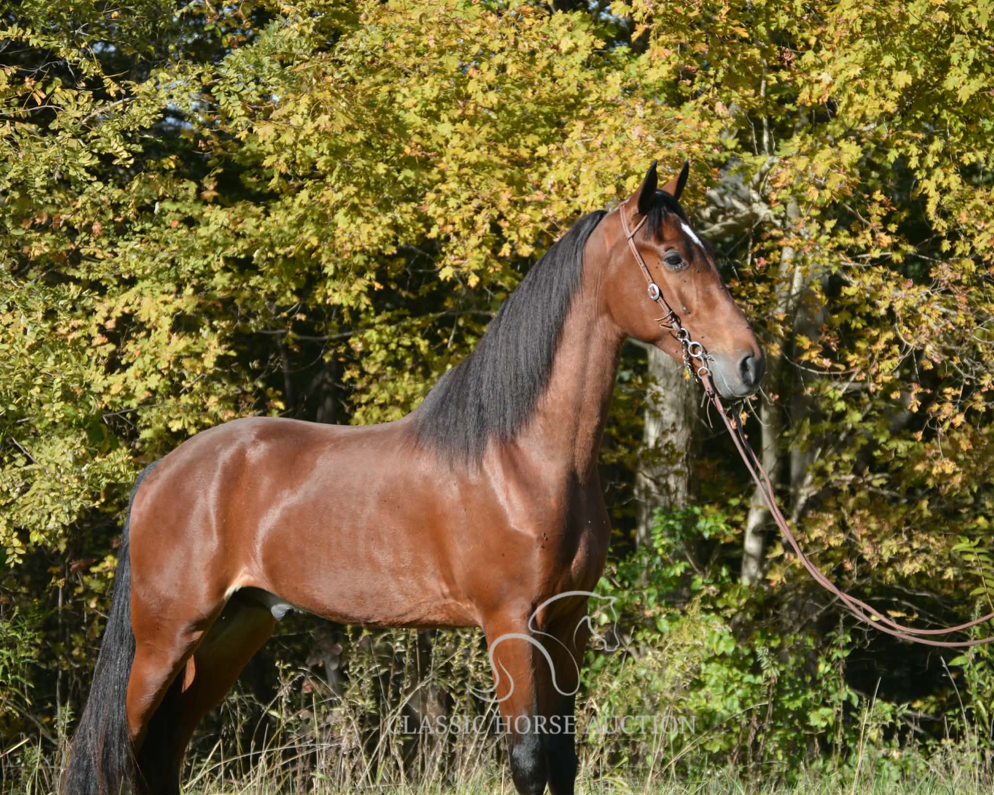 ROGUE LAWYER - Image 6