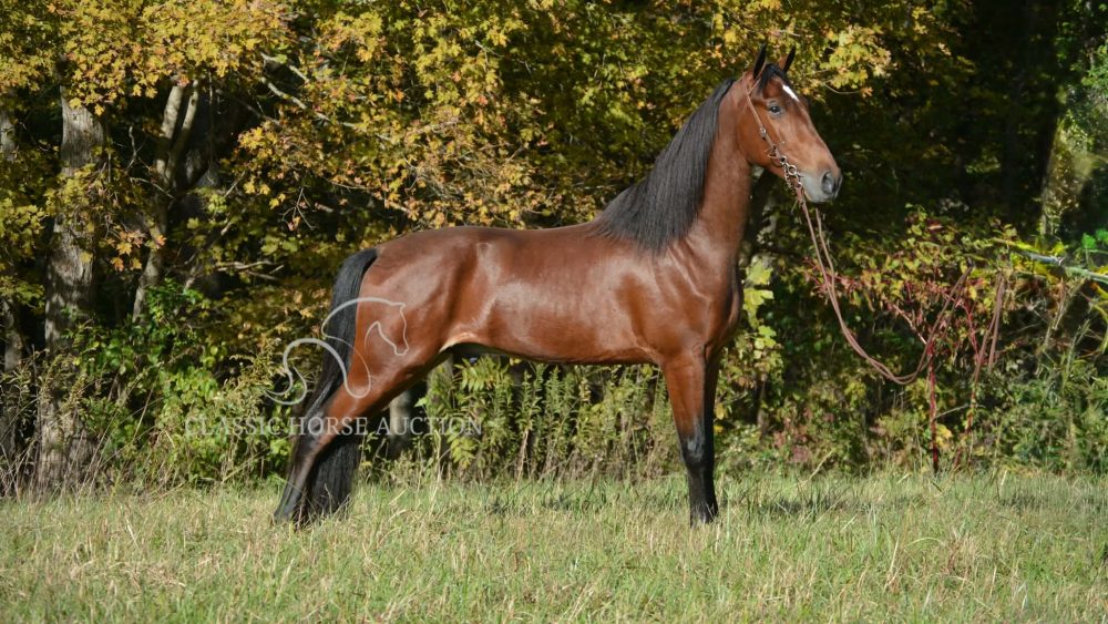 15.1HH 3-year-old registered Tennessee Walking Horse gelding Lawyer, showcasing smooth four-beat gait, calm temperament, and trail versatility.