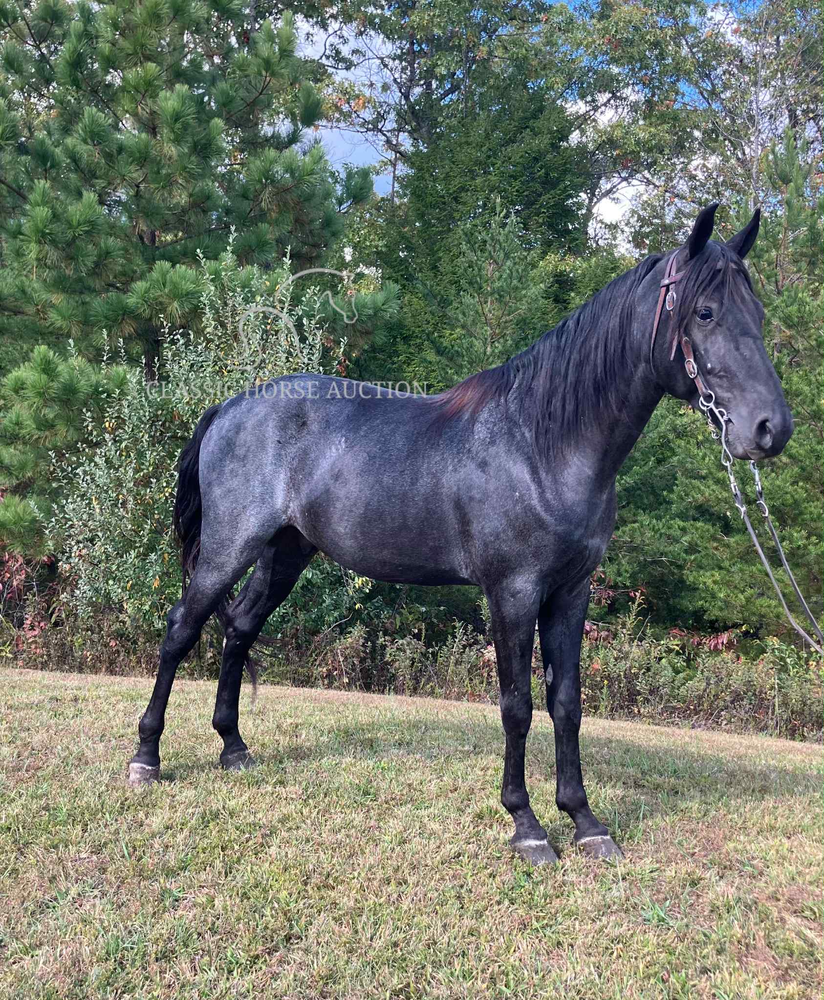 Blue Roan Rocky Mountain Gelding for Sale | Popa Top Smooth Gaited Trail Horse