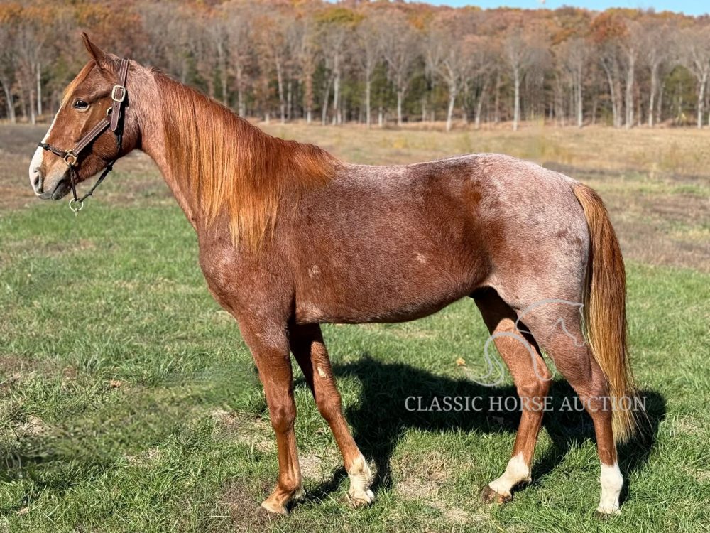 Red Roan Tennessee Walking Horse Gelding Willie on Trail
