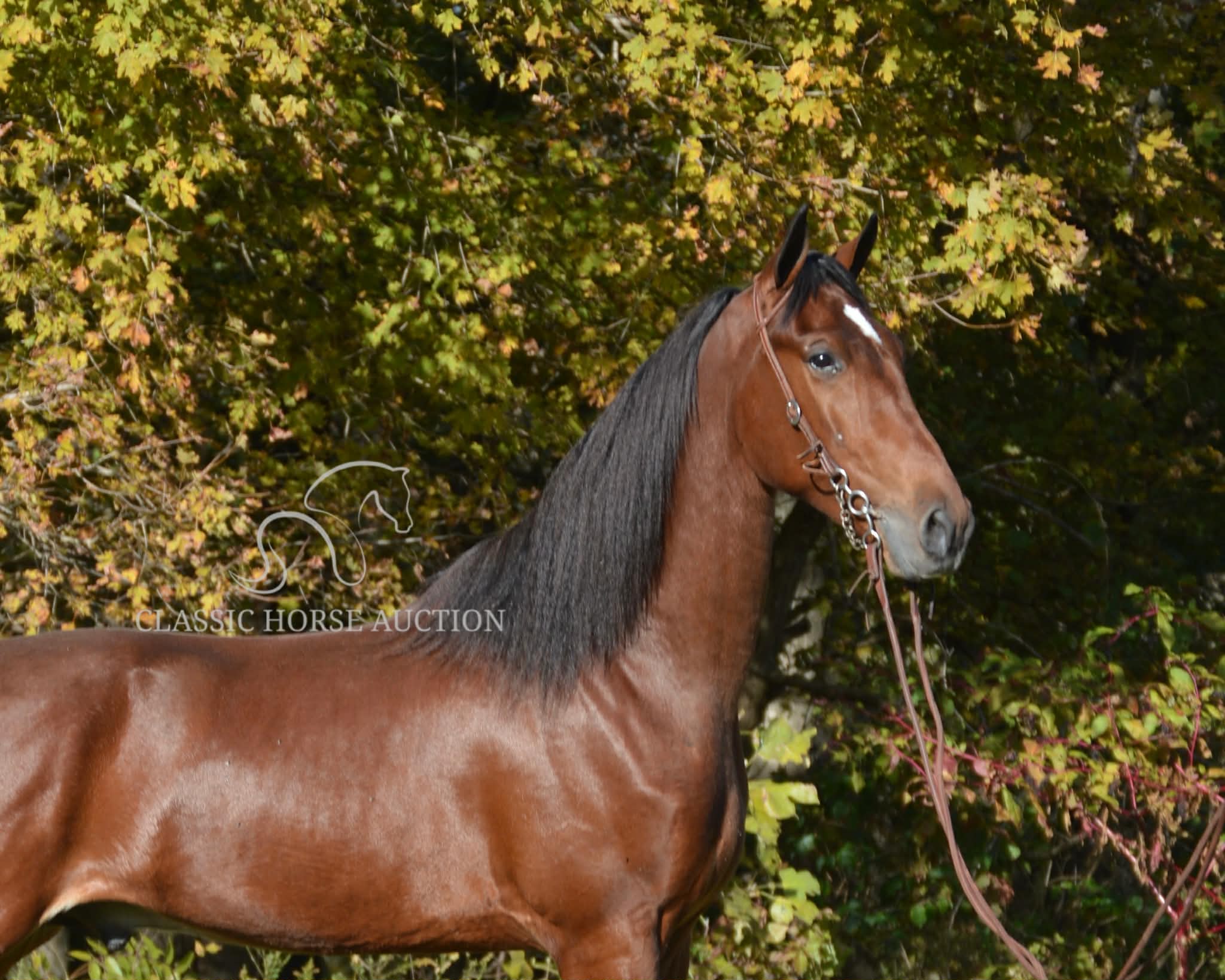 ROGUE LAWYER - Image 3