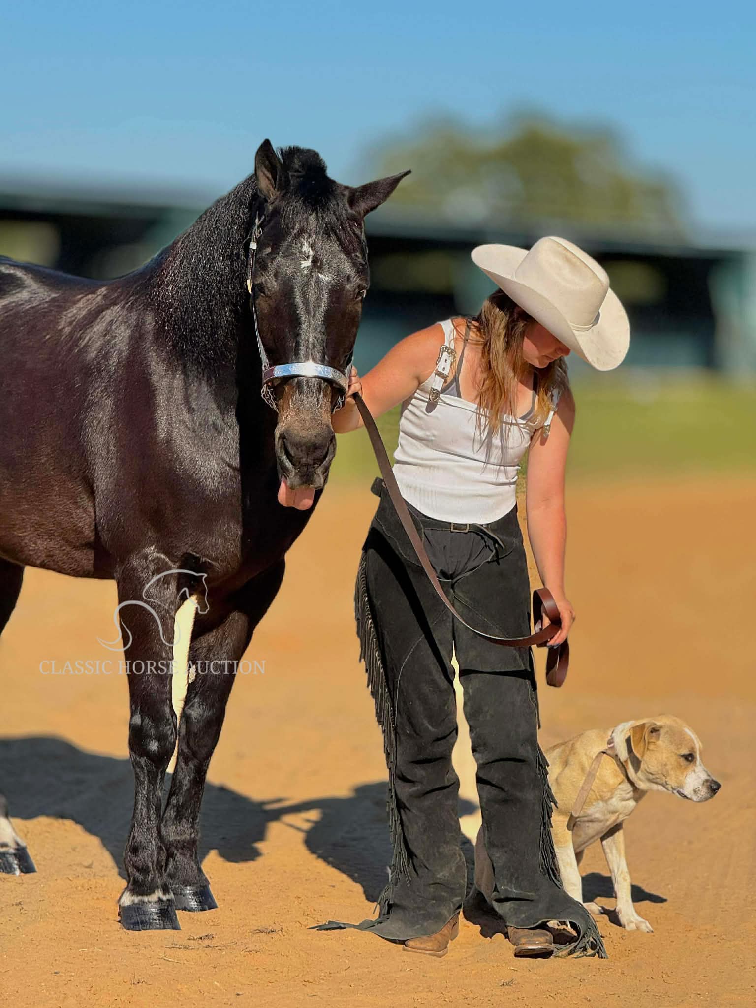 15.1HH Friesian–Morgan cross gelding named Dino standing quietly in the field, showing his seal bay coat, strong build, and calm trail-ready expression.