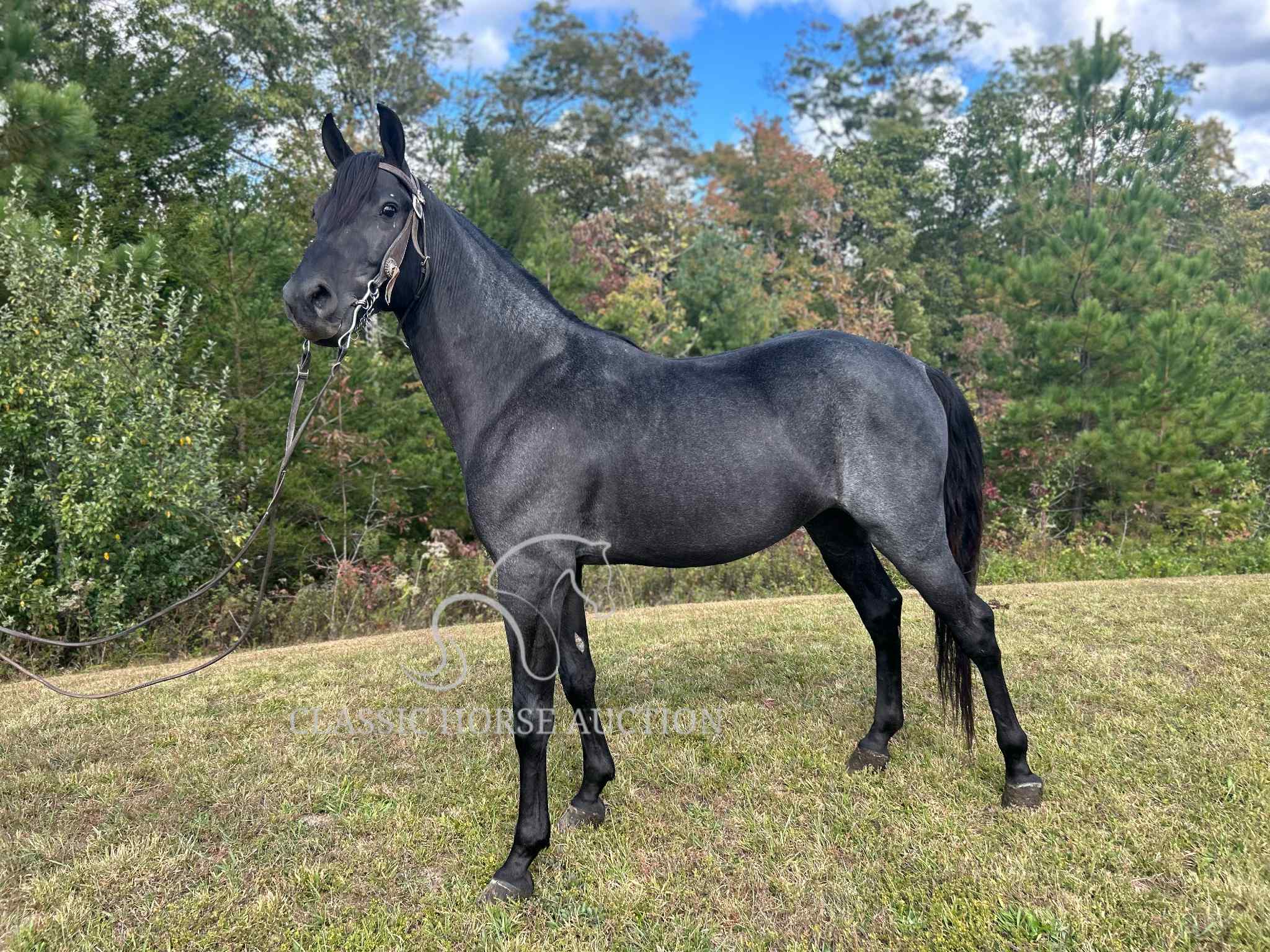 KCB Popa Top - Image 8