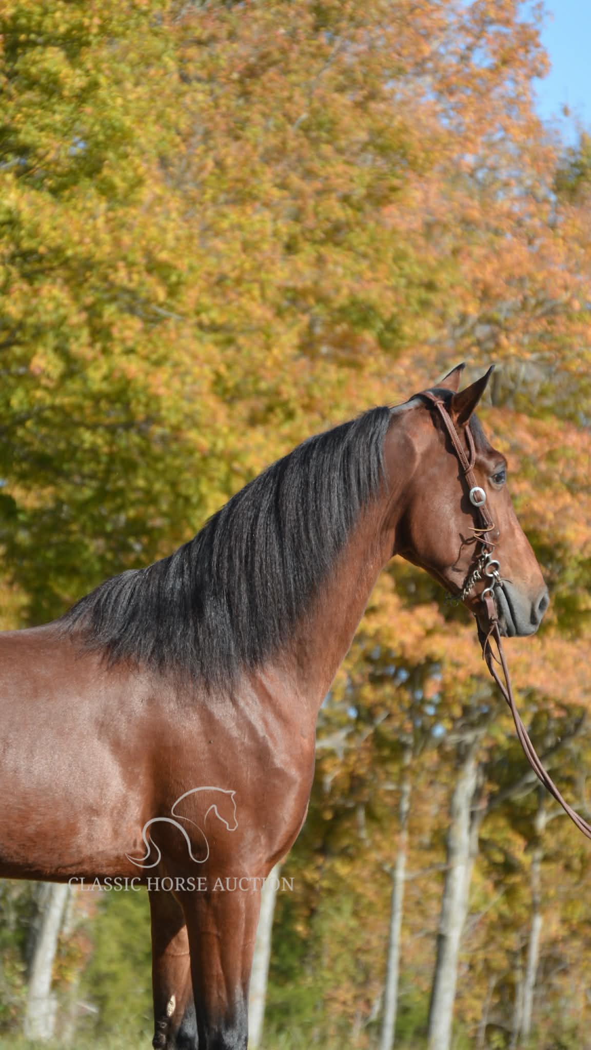 ROGUE LAWYER - Image 10