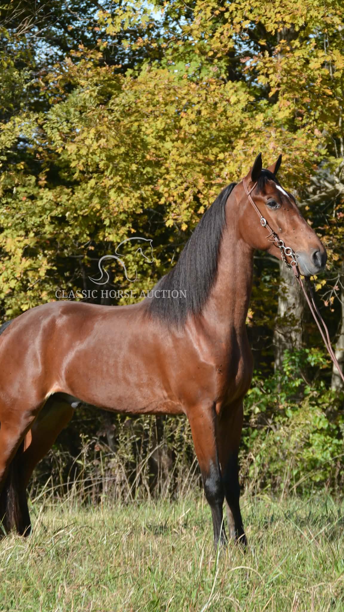 ROGUE LAWYER - Image 5