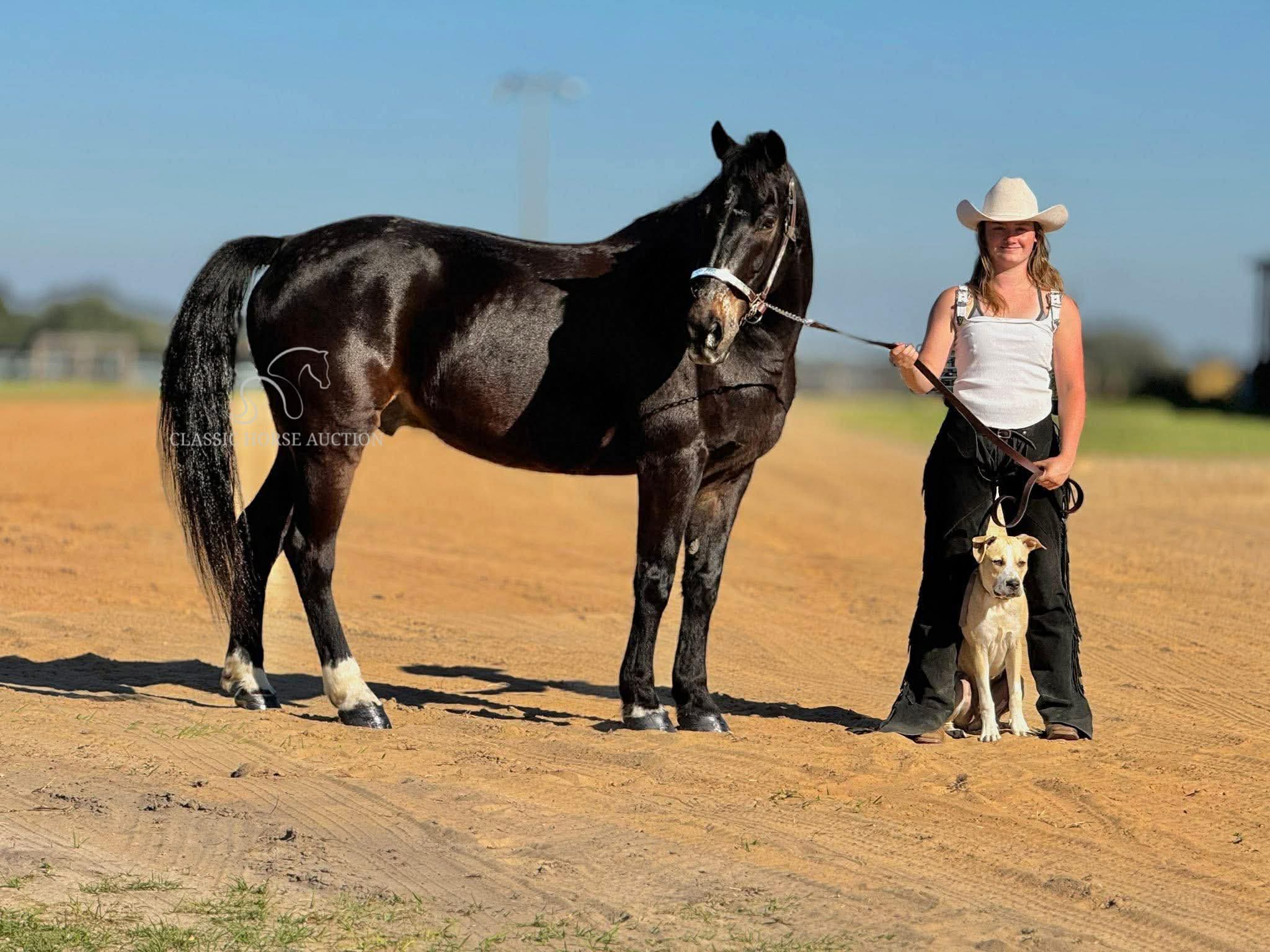 15.1HH Friesian–Morgan cross gelding named Dino standing quietly in the field, showing his seal bay coat, strong build, and calm trail-ready expression.