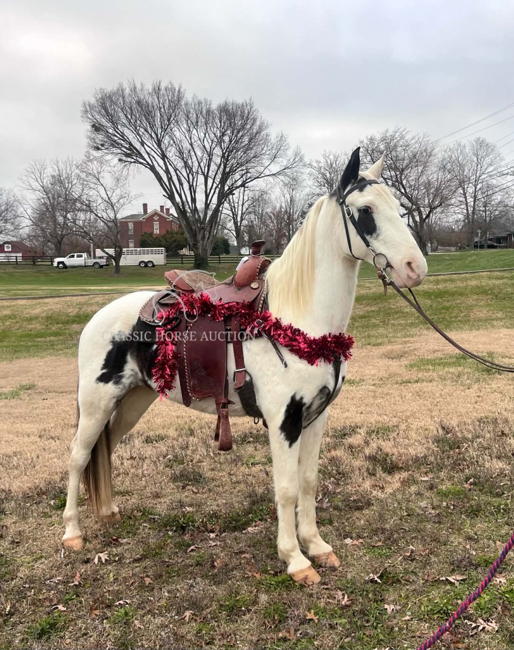 Cherokee 15HH Spotted Saddle Horse Gelding Beginner Friendly Trail Horse