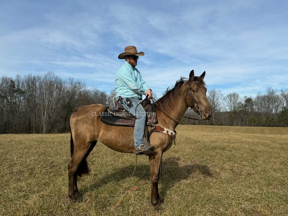 Kentucky Mountain Horse gelding for sale, 15hh, calm trail horse, palomino.