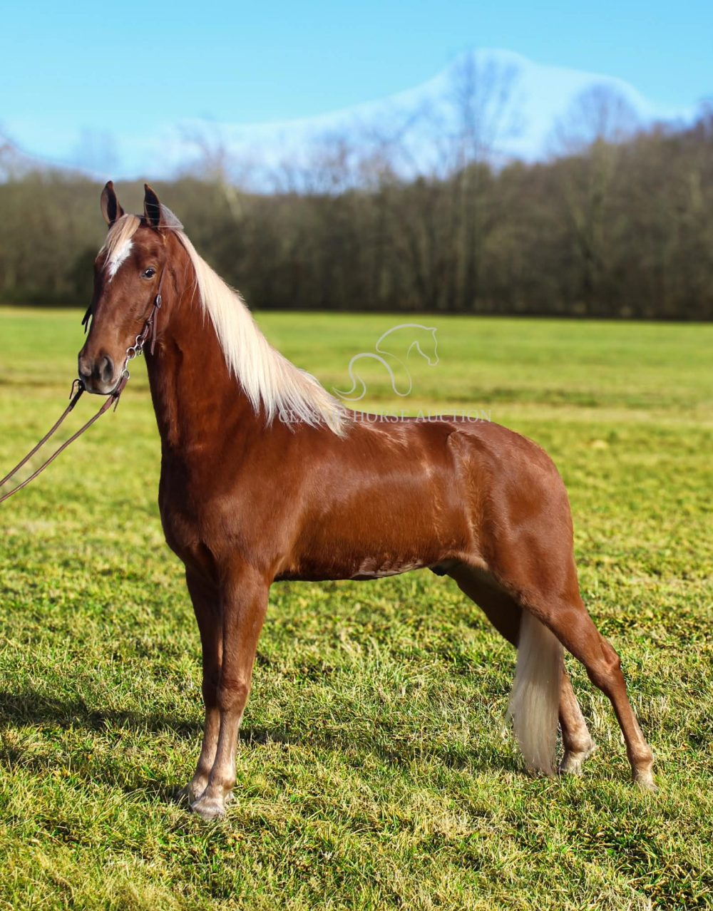 Nine Yards to Midnight Tennessee Walking Horse Gelding