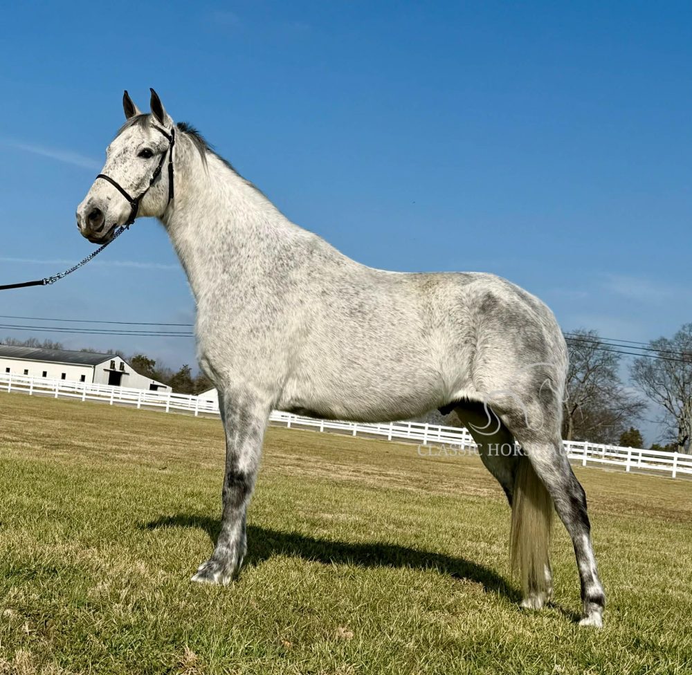 Reef Registered Tennessee Walking Horse Gelding Trail Horse