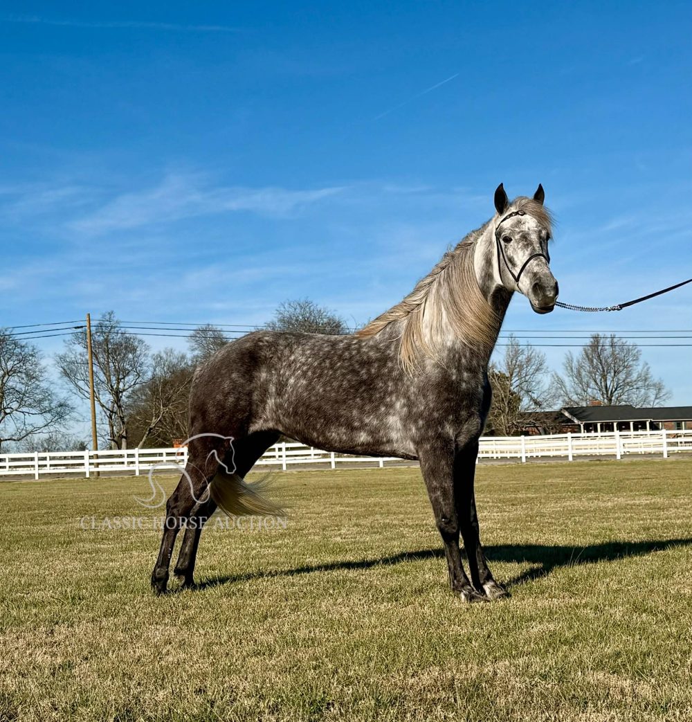 Delta Dawn Tennessee Walking Horse Mare Trail Safe and Gentle
