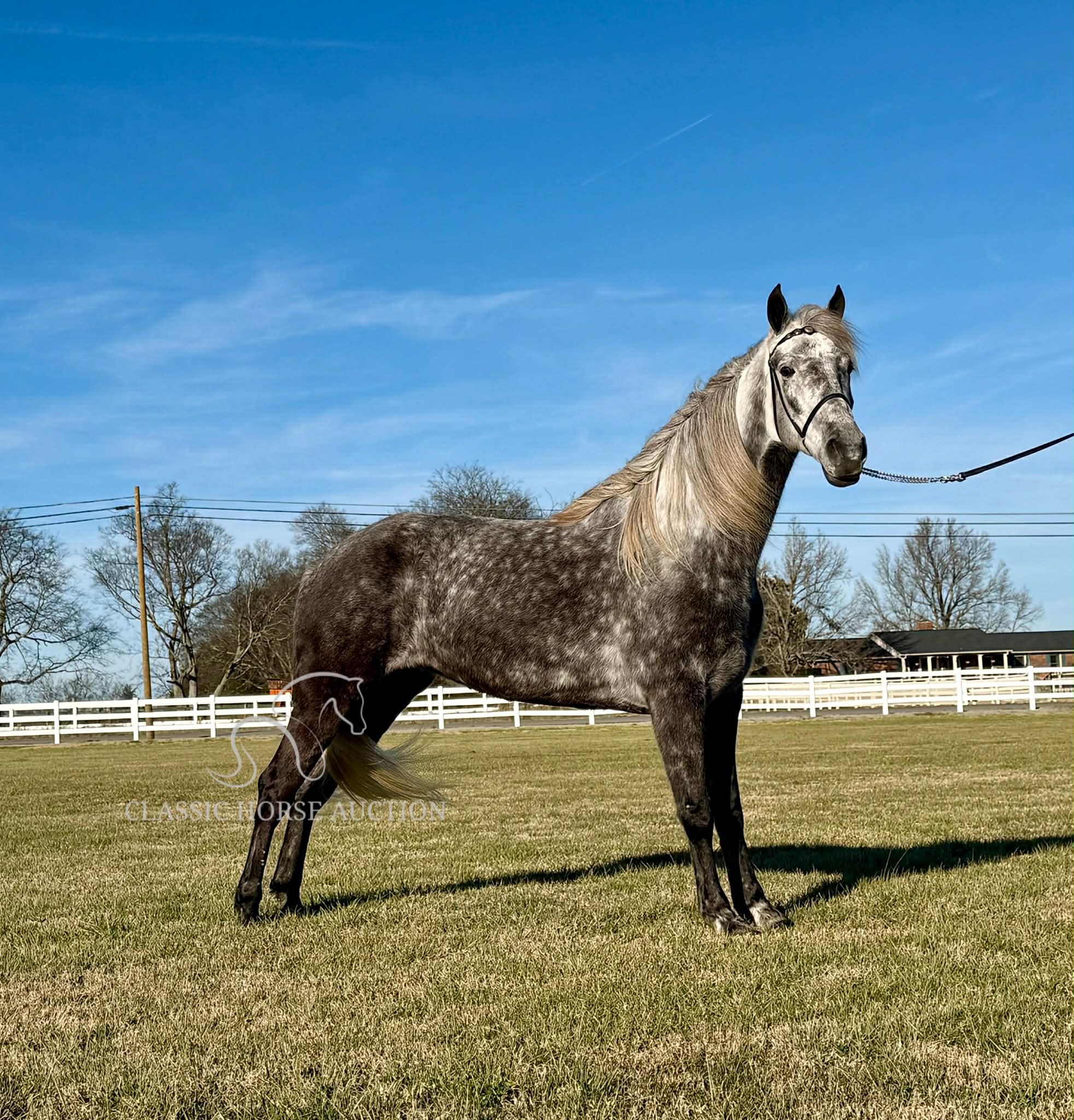 Delta Dawn Tennessee Walking Horse Mare Trail Safe and Gentle