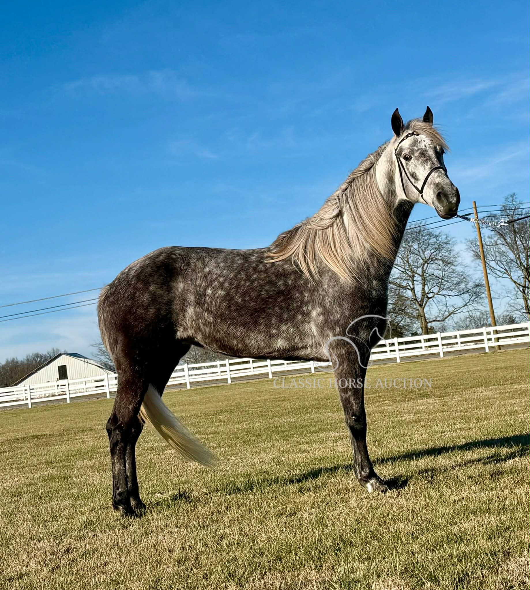 DELTA DAWN MCF - Image 4