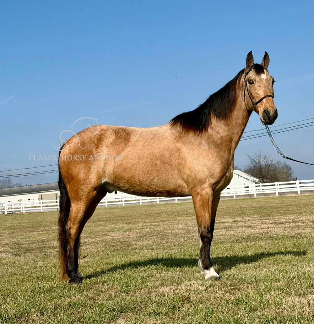 Moonshine Tennessee Walking Horse Gelding