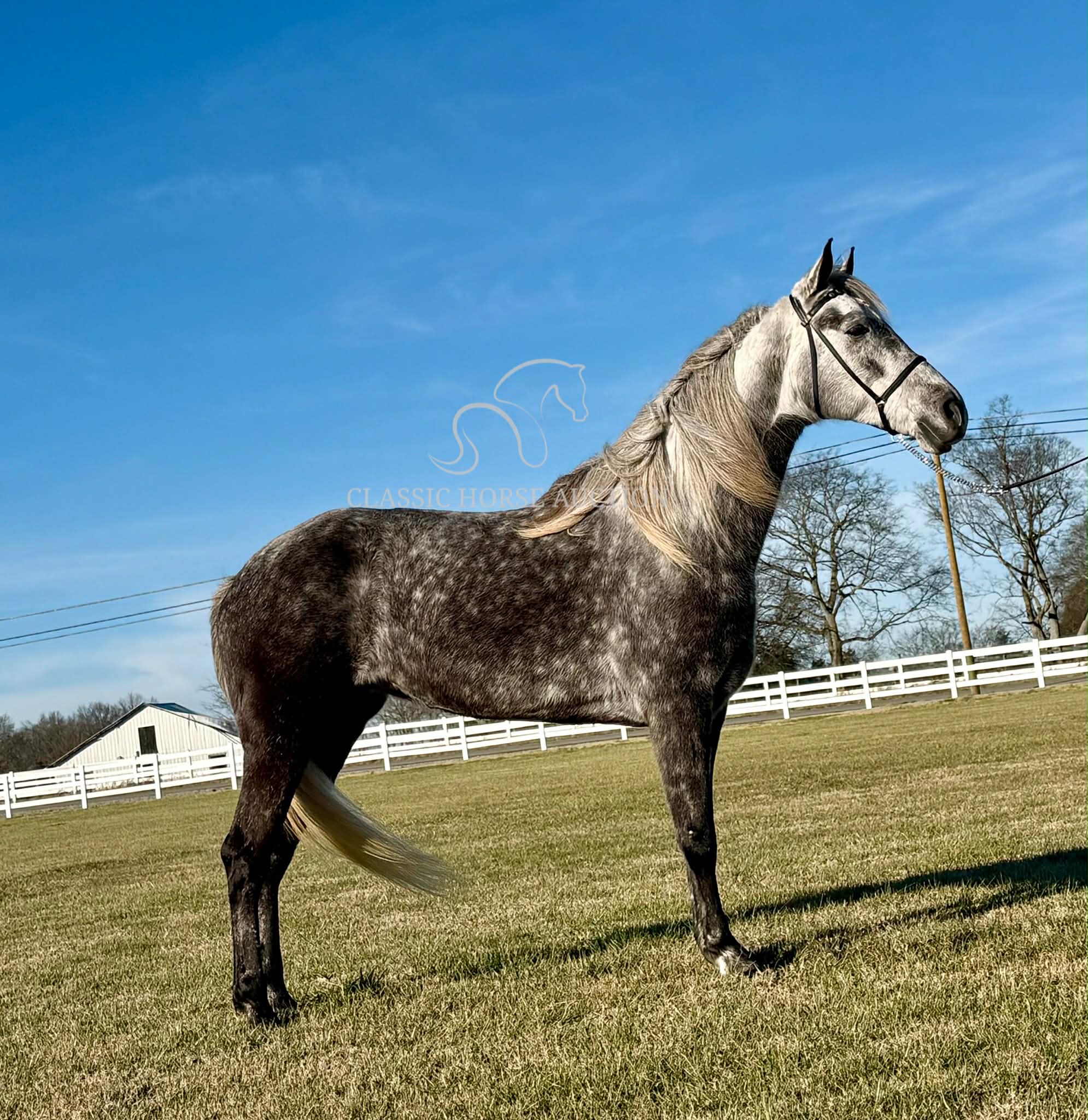 DELTA DAWN MCF - Image 5