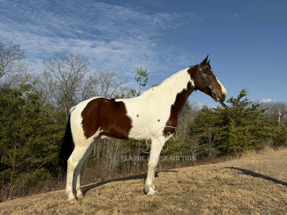 Kentucky Mountain Gelding for Sale – Comanche
