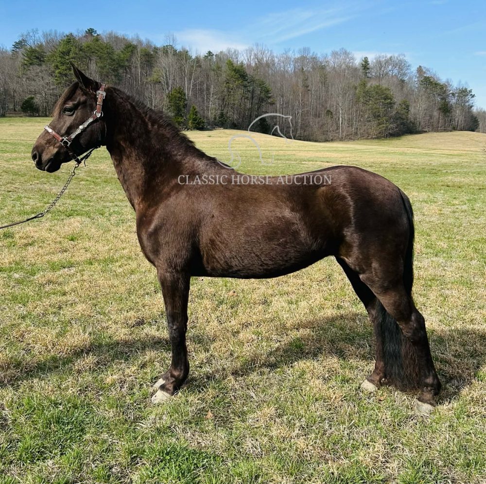 Tennessee Walking Horse for Sale Rocky Mama Trail Mare