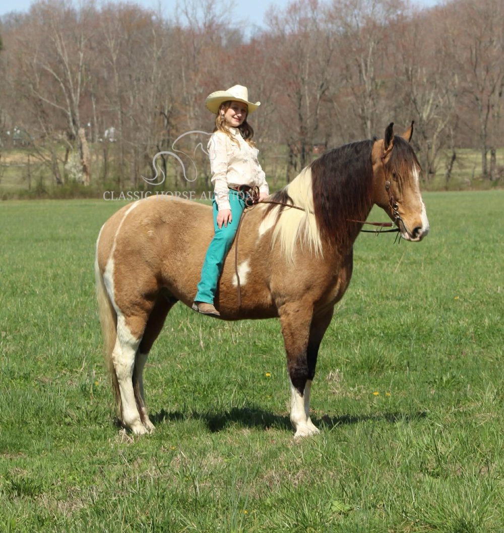 Trail Horse for Sale – Cannon Buckskin Tobiano Gelding