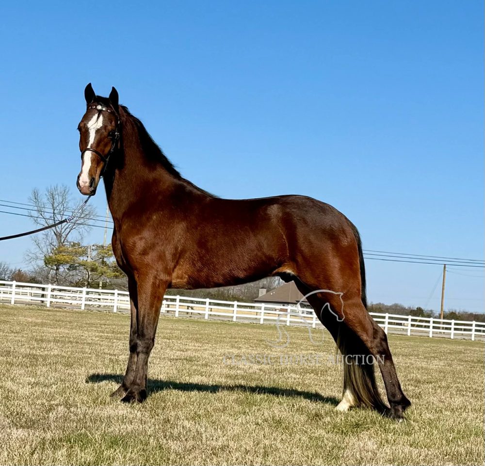 Flashy 4-year-old Tennessee Walking Horse gelding Bruce on the trail