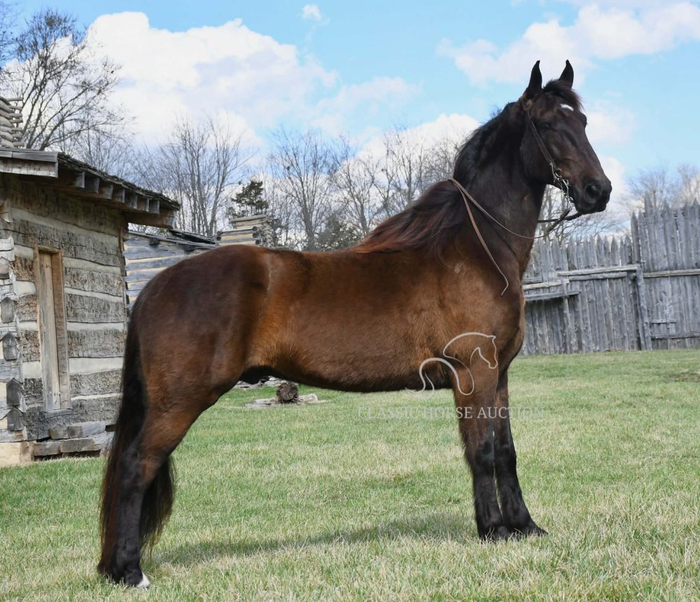 Tennessee Walking Horse for Sale Time Enough Trail Gelding