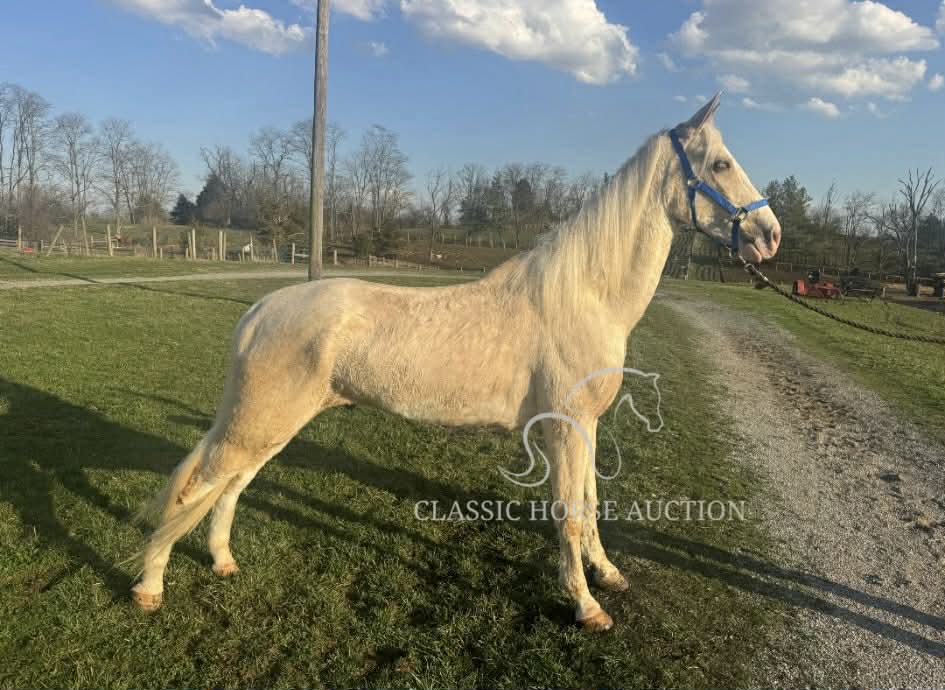 Tennessee Walking Horse for Sale – Bandit Trail Gelding