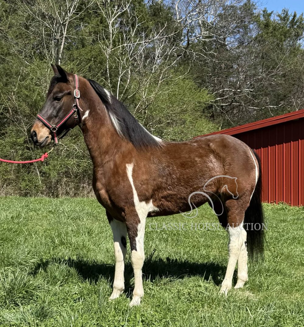 Spotted Saddle Horse for Sale – Hillbilly Sam Trail Gelding