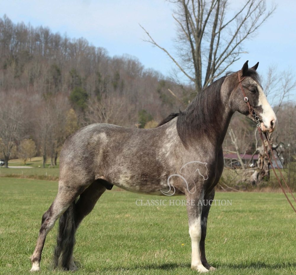 blue roan Tennessee Walking Horse gelding standing in field