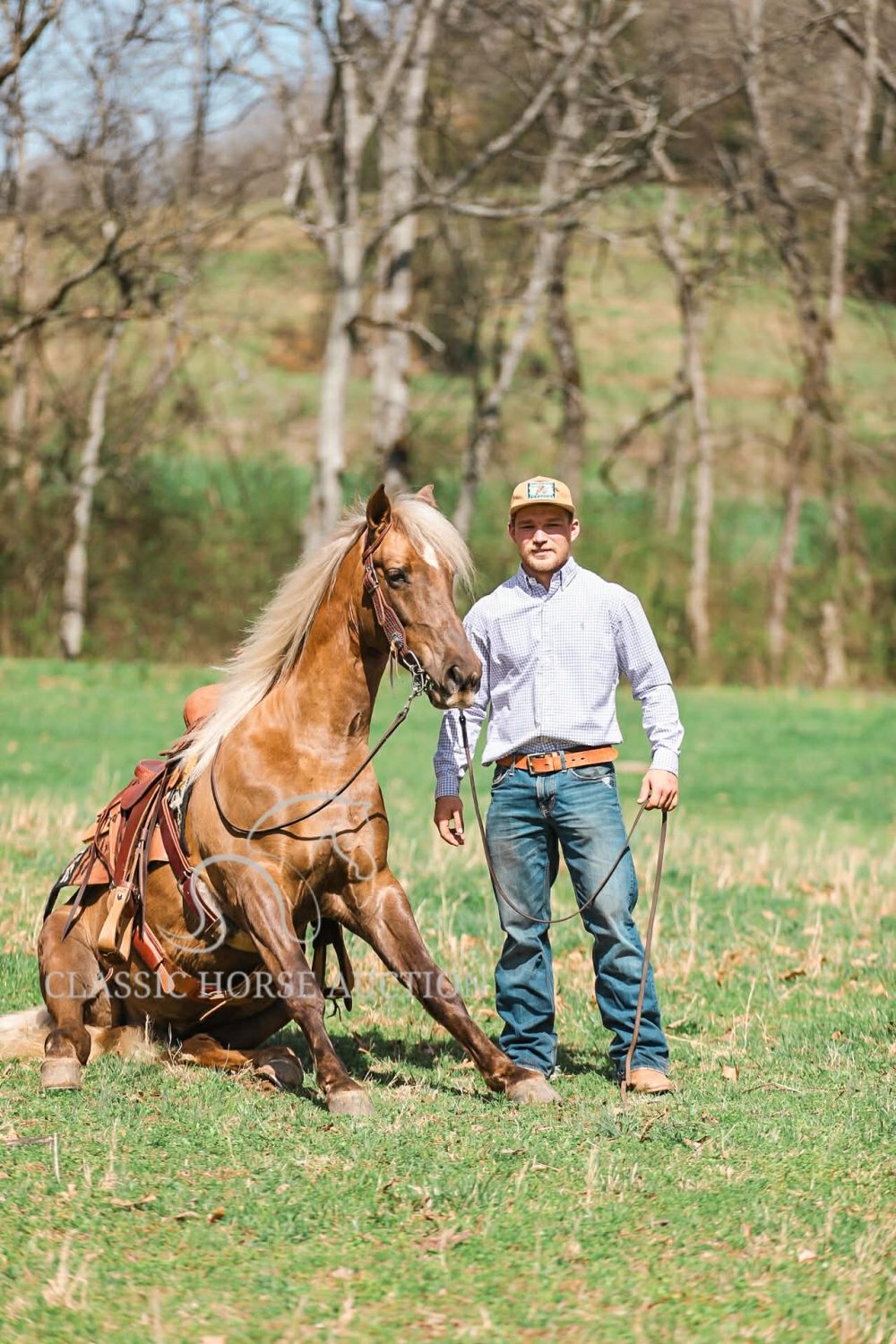 Tennessee Walking Horse for Sale Desperado Trail Gelding