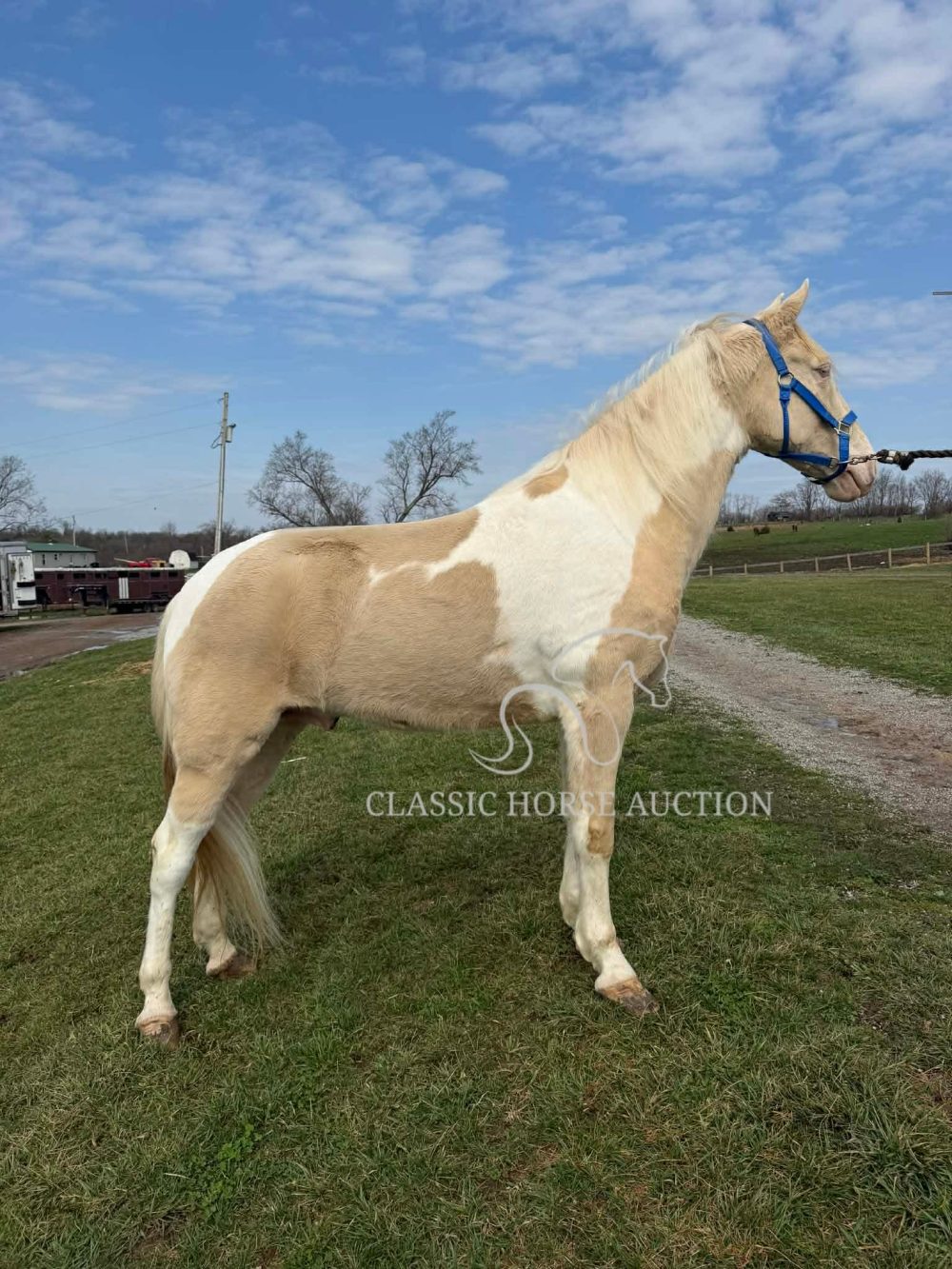 Cremello Tennessee Walking Horse for Sale – Spotted Gelding