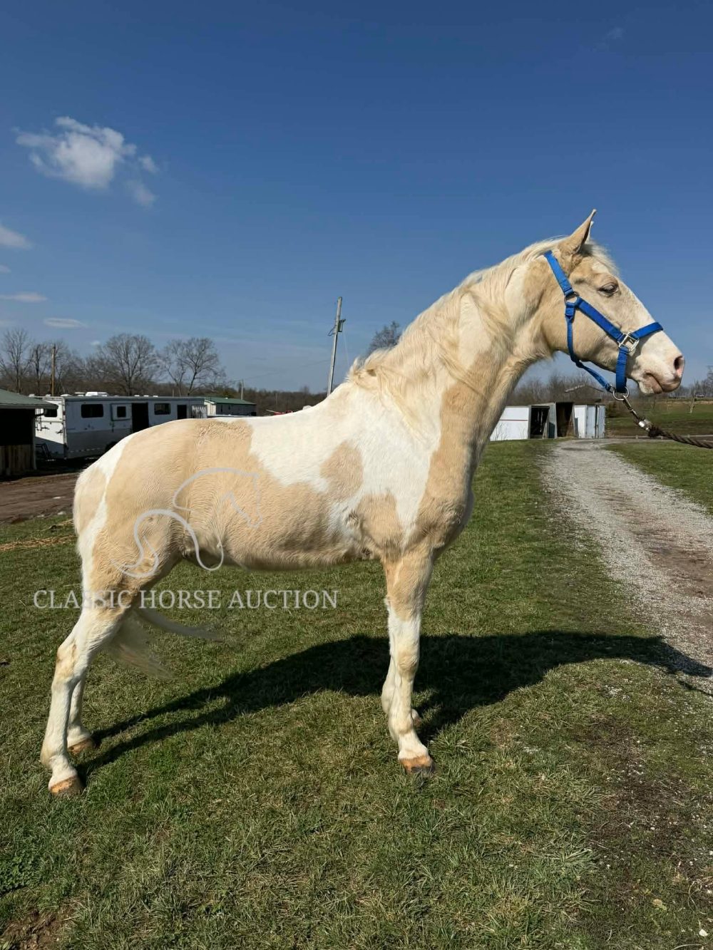 Cremello Tennessee Walking Horse for Sale – Spotted Gelding