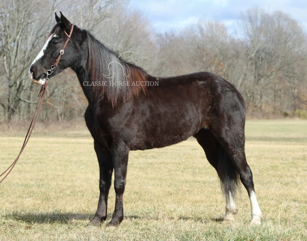 Tennessee Walking Horse for sale black roan trail mare Rail Walker