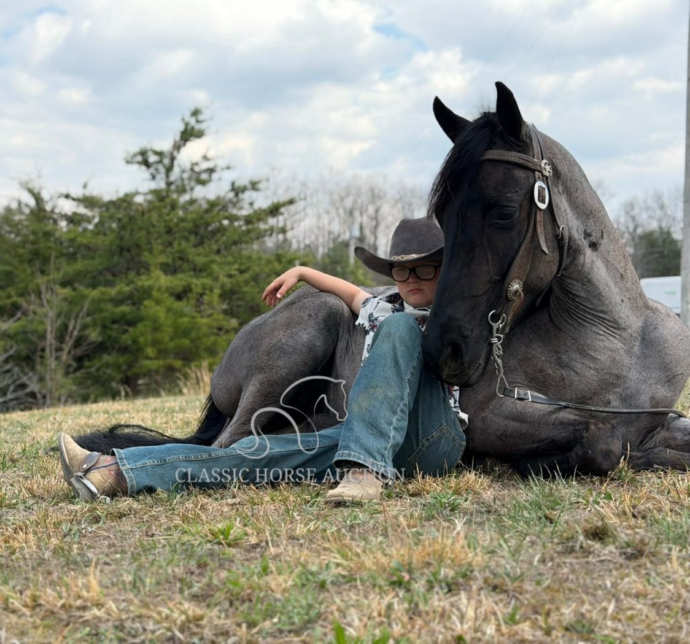 Kentucky Mountain Horse for Sale BlueChew Blue Roan Gelding