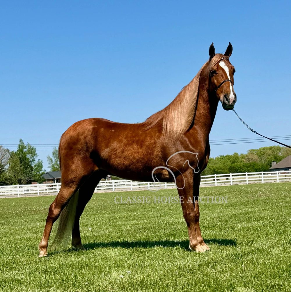 CHARLIE'S ARMED "TN"