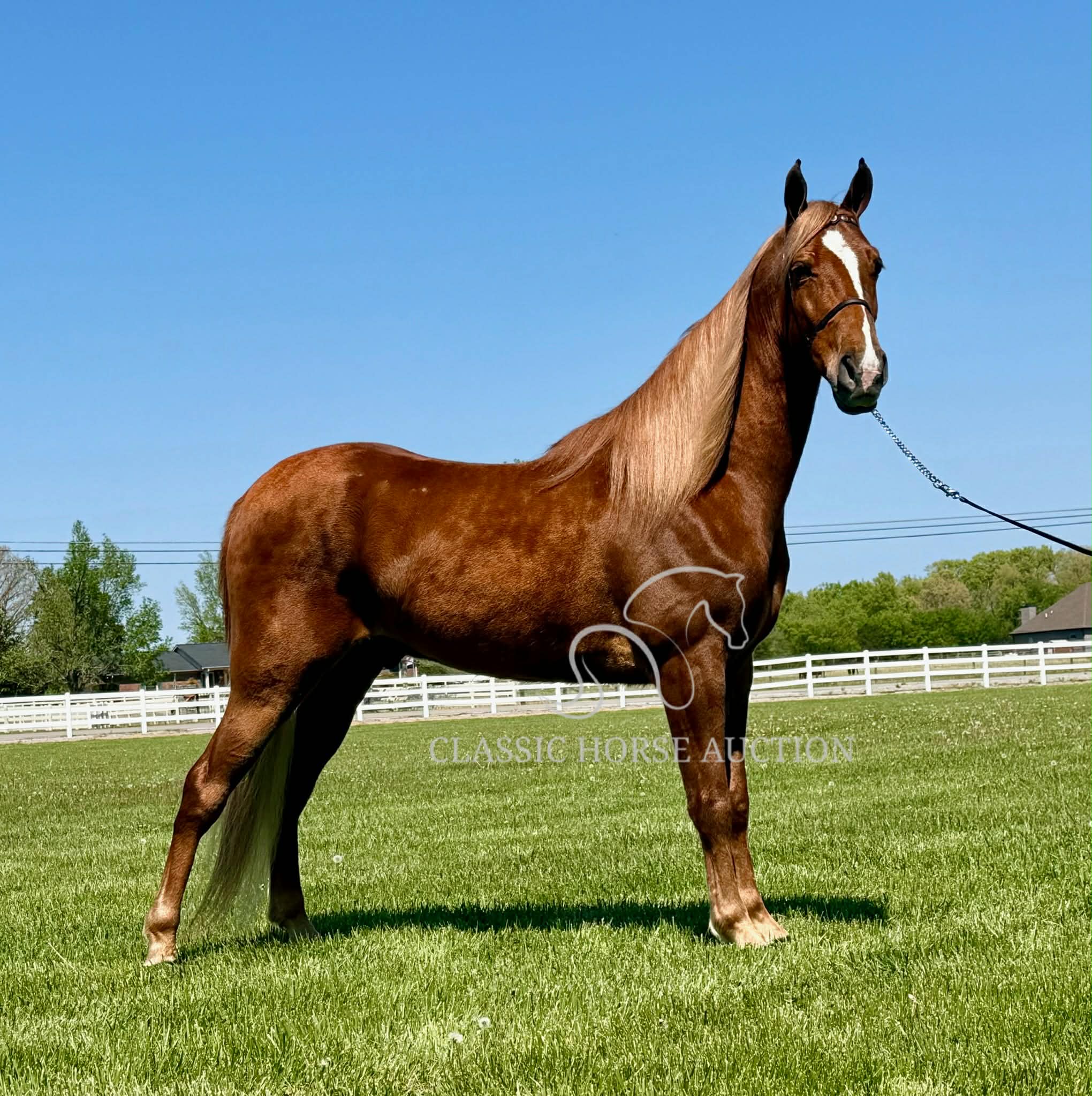 CHARLIE'S ARMED "TN"