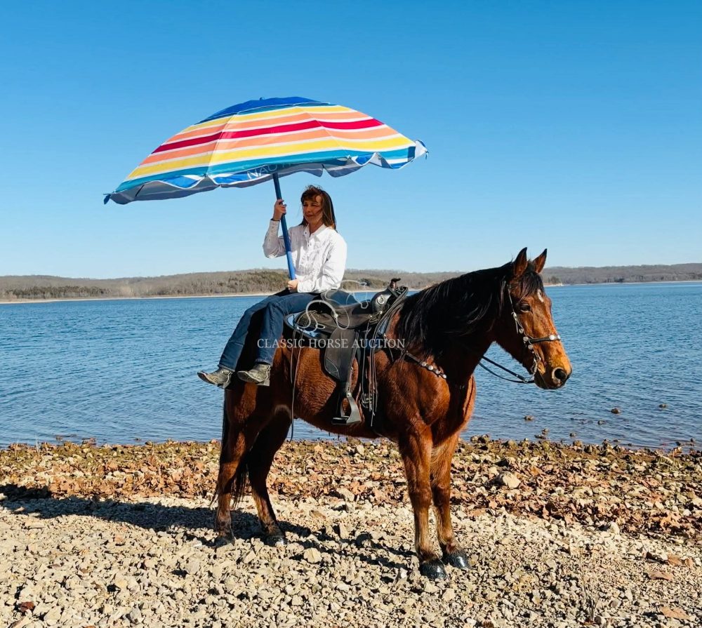 Gaited Horse for Sale Flame Gelding