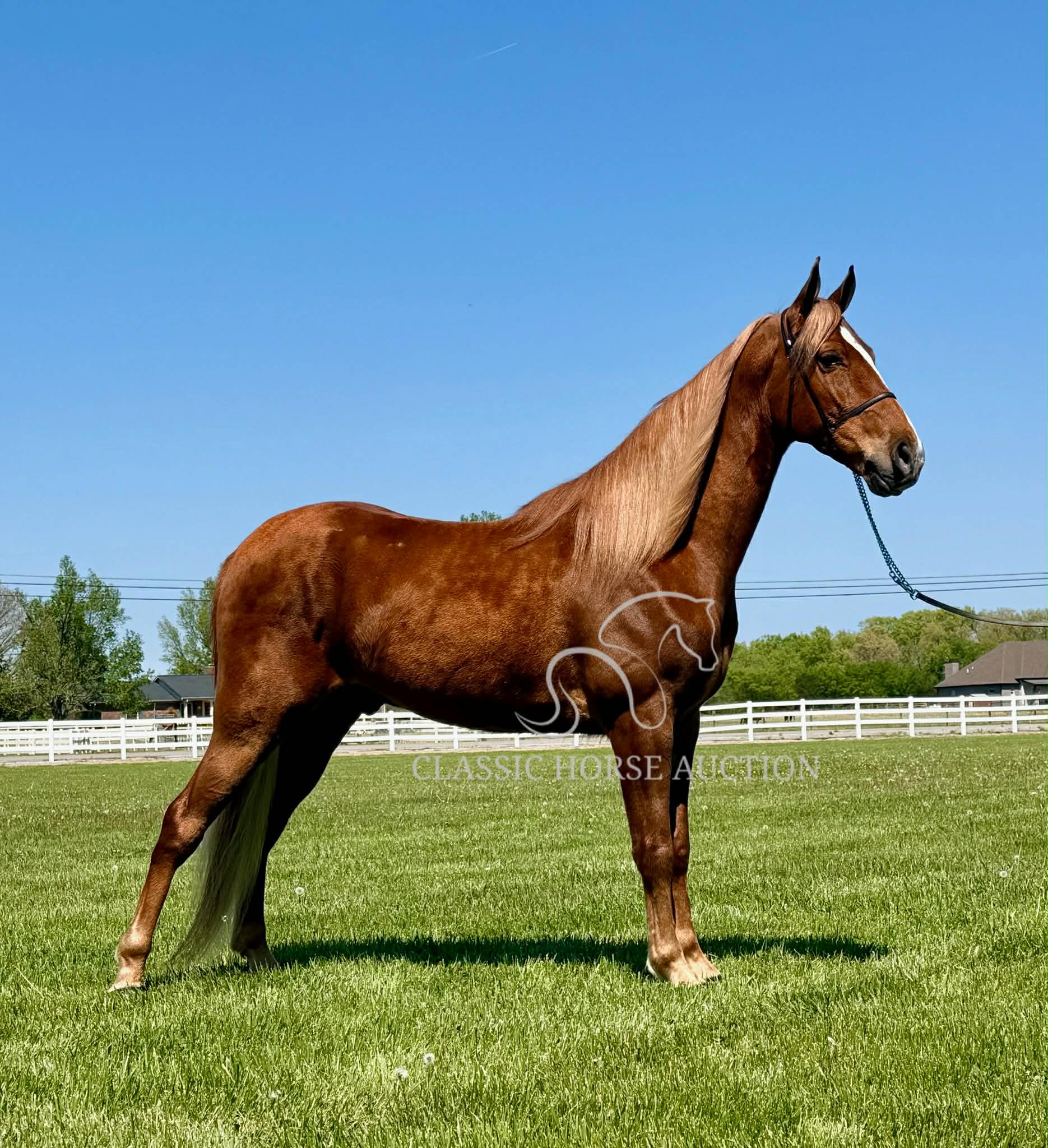 CHARLIE'S ARMED "TN" - Image 2