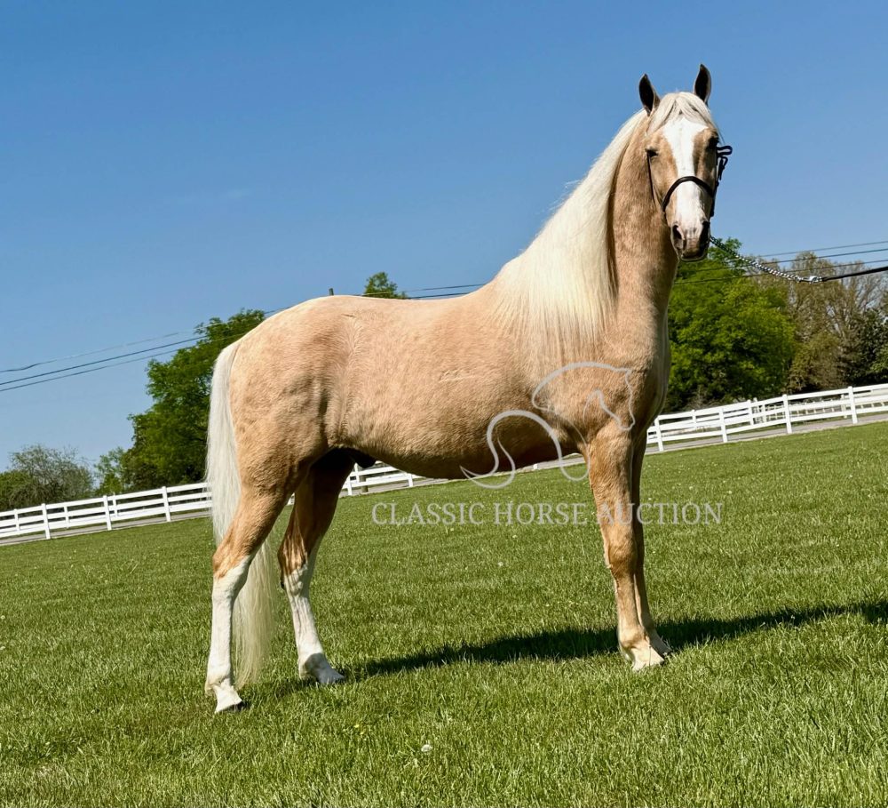 Palomino Gelding Trail Riding Horse