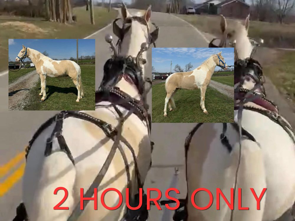 GERONIMO’S SPOTTED GOLD & TUX’S BLUE EYED ALEN