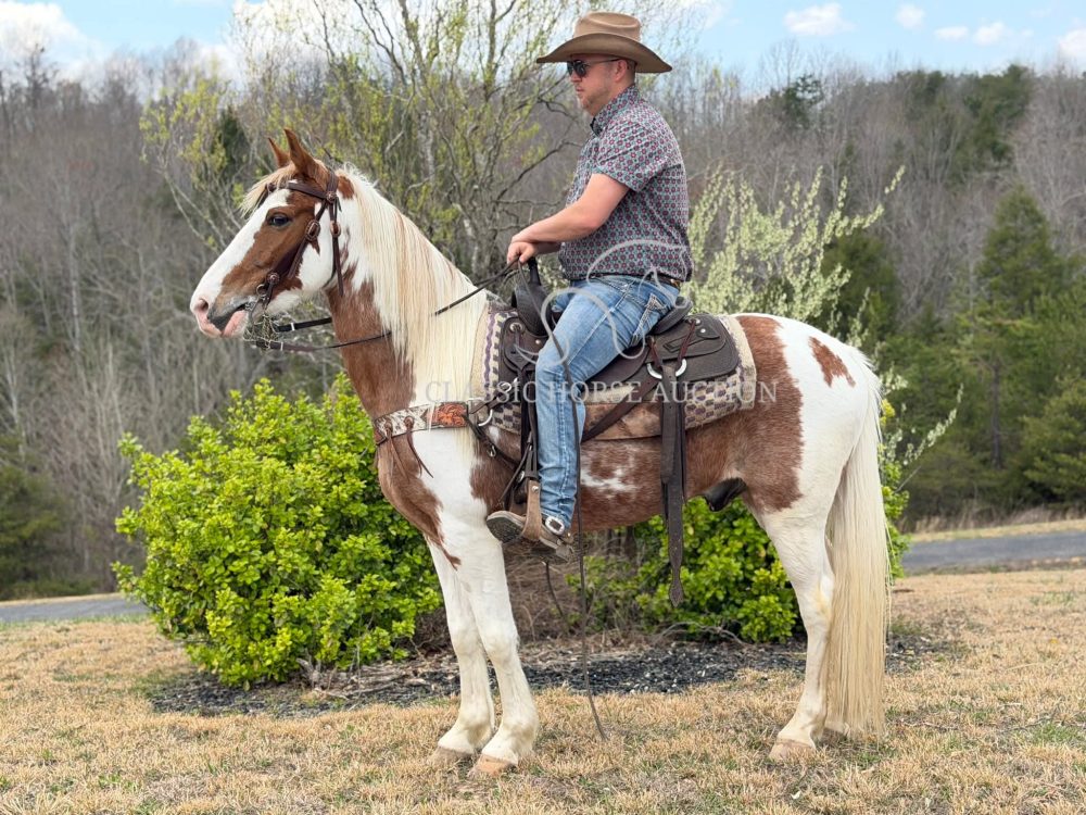 Kentucky Mountain Horse Tacoma Trail Gelding