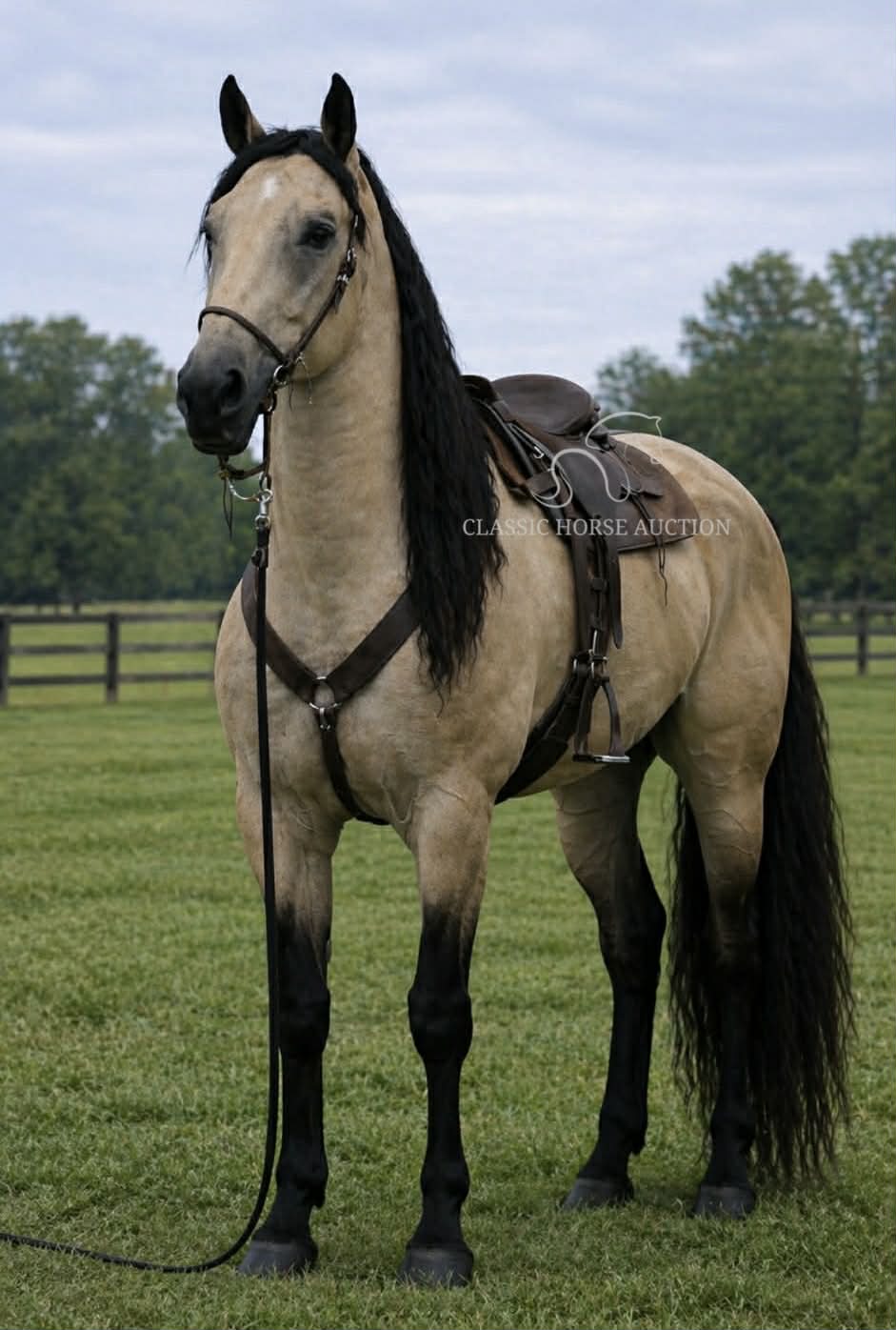 A SOUTHERN CLASSIC "ROMEO"